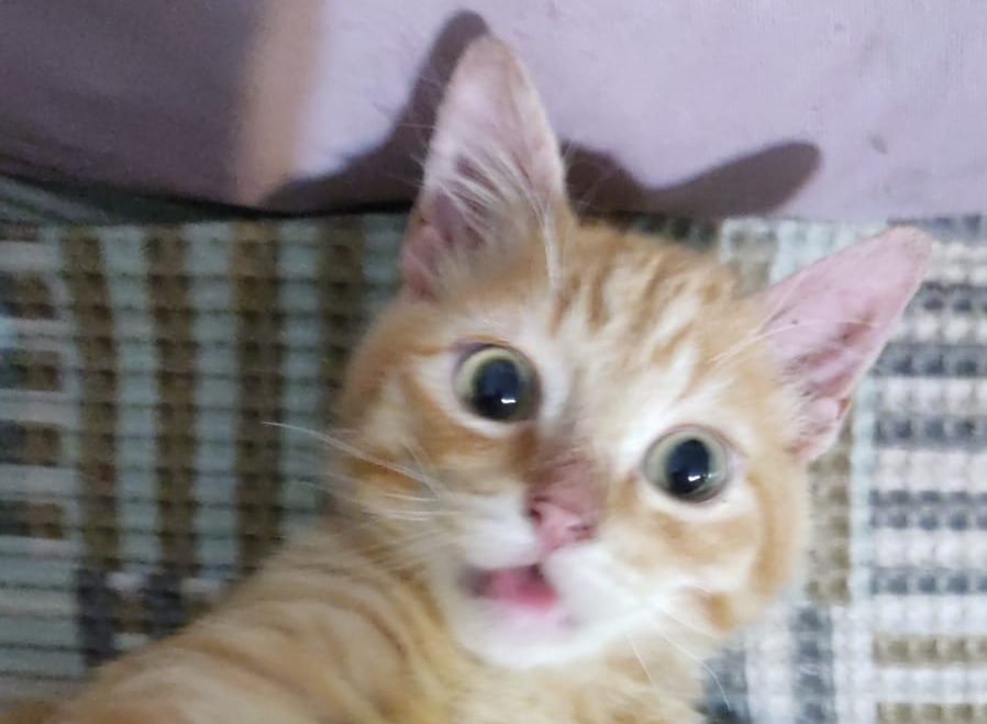 Gato de estimação está desaparecido há três dias no Bairro Floresta