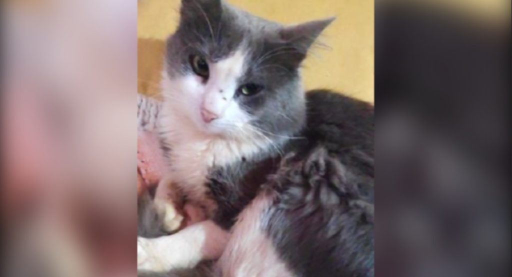 Moradora do Santa Cruz pede ajuda para encontrar seu gato, desaparecido há mais de uma semana