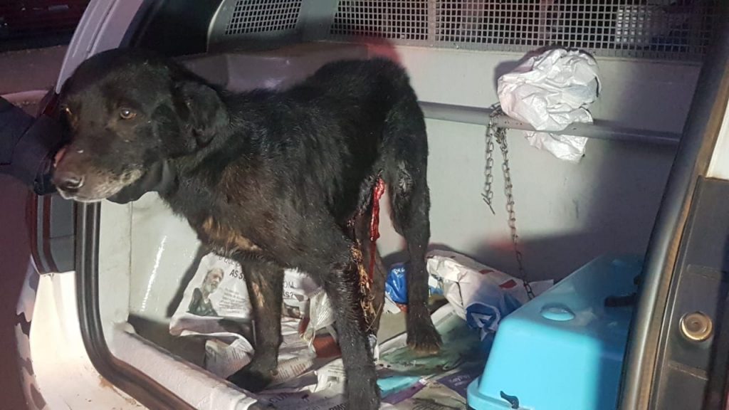 Patrulha Ambiental da GM resgata cachorro ferido com golpe de faca no São Cristóvão; dono foi detido por maus tratos
