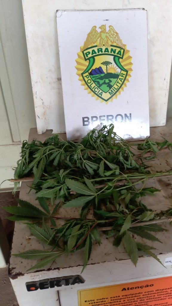 BPFron e PF destroem plantação de maconha em Foz do Iguaçu