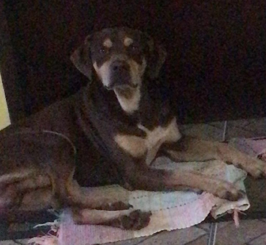 Internauta tenta localizar dono de cão