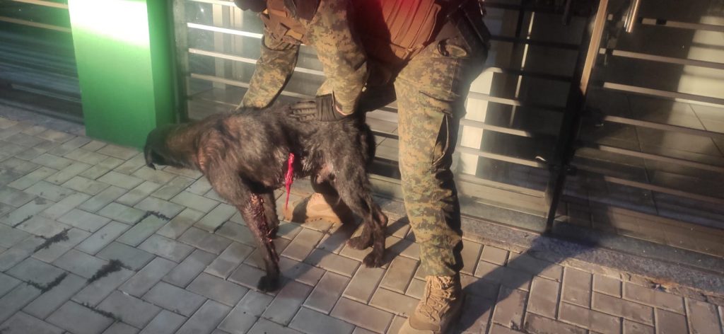 Cão ferido à golpe de faca no São Cristóvão: animal vai passar por cirurgia em clínica veterinária