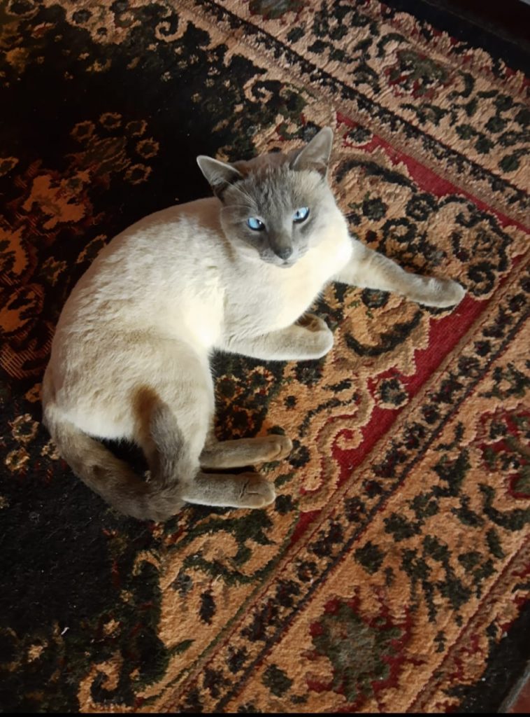 Gato Mimi desapareceu no São Cristóvão