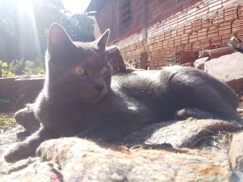Gato ‘Mimi’ está desaparecido e moradora do Santa Felicidade pede ajuda para encontrá-lo