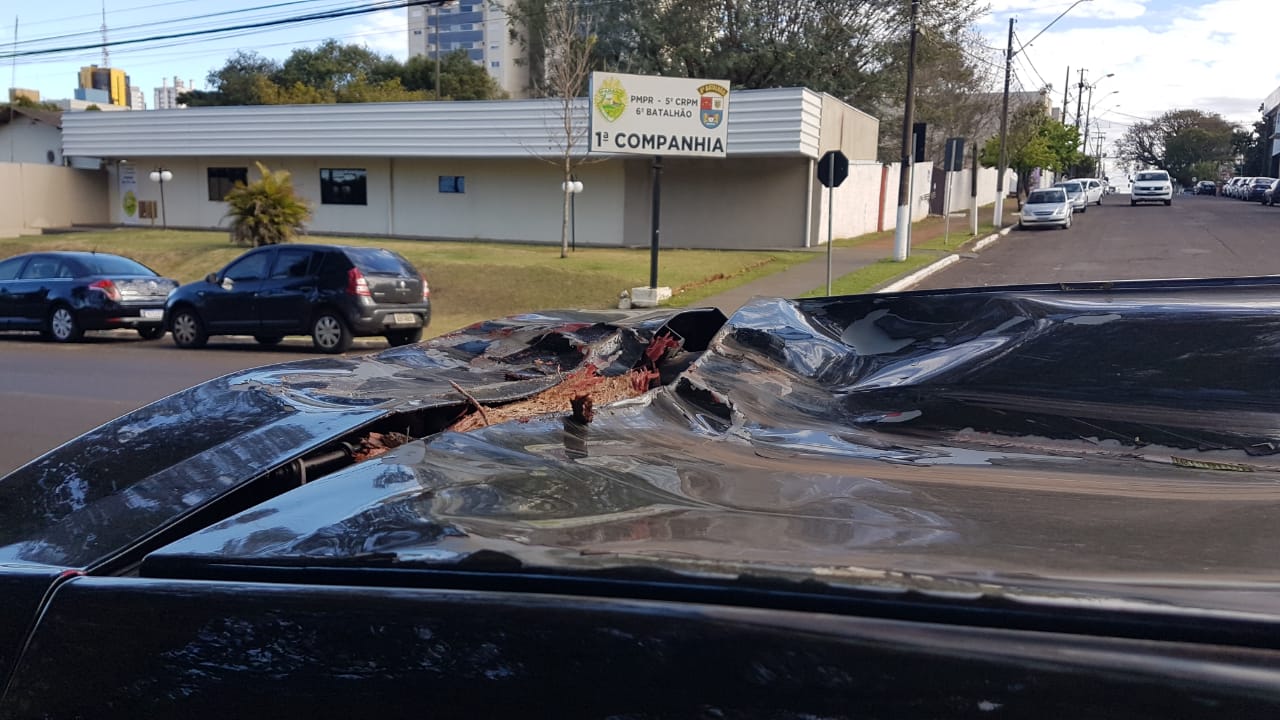 Árvore cai em cima de veículo que passava pela Rua Recife; Motorista fala sobre o susto proporcionado pelo acidente