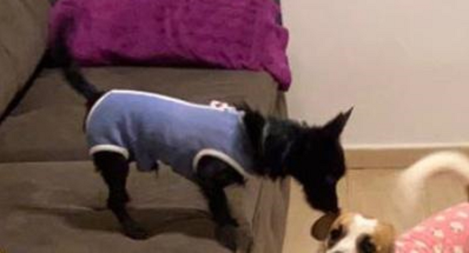 Cachorro “Pipoca” desapareceu de residência nas proximidades da Praça da Bíblia Imagem referente a Cachorro “Pipoca” desapareceu de residência nas proximidades da Praça da Bíblia