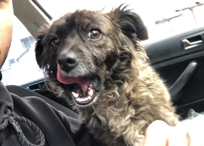 Internauta acolhe cachorrinha encontrada na chuva e no frio no Maria Luíza; ele deseja devolvê-la ao dono Imagem referente a Internauta acolhe cachorrinha encontrada na chuva e no frio no Maria Luíza; ele deseja devolvê-la ao dono