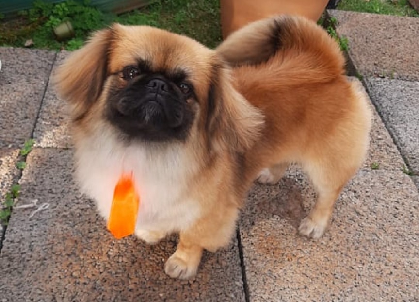Cachorrinho ‘Ted’ está desaparecido e família clama por ajuda com informações