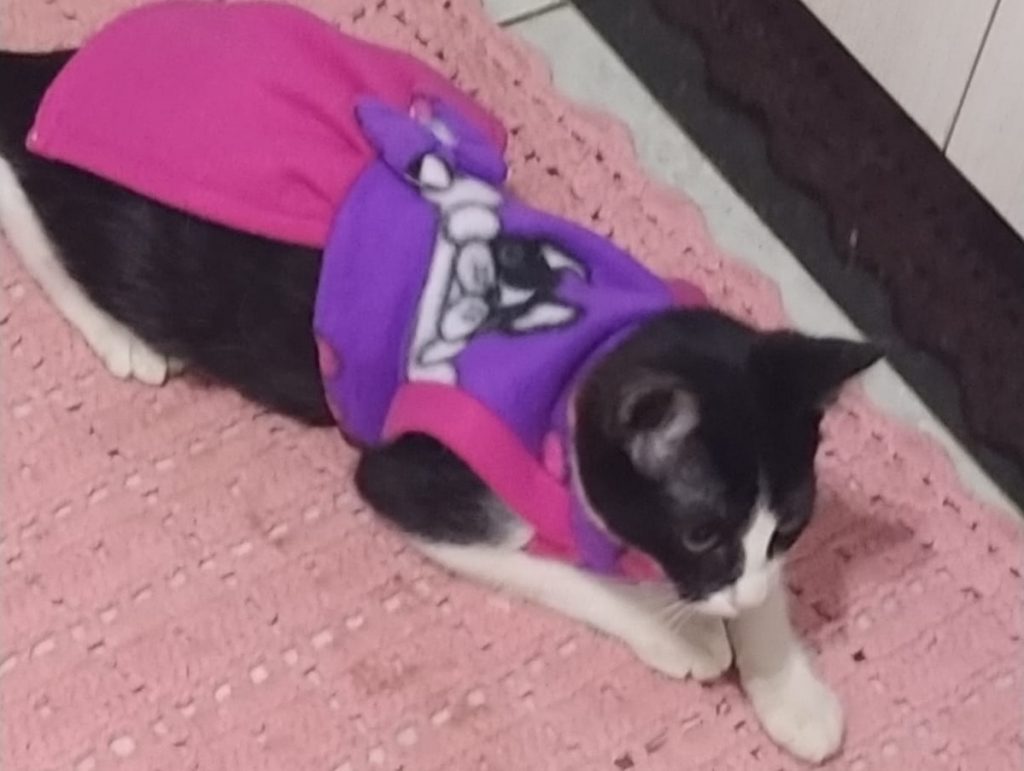 Gata de estimação escapou de imóvel na Rua Aluísio de Azevedo, no Alto Alegre