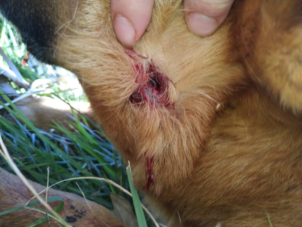 Cachorro é atingido por tiros no Reassentamento São Francisco e dona do animal clama por ajuda