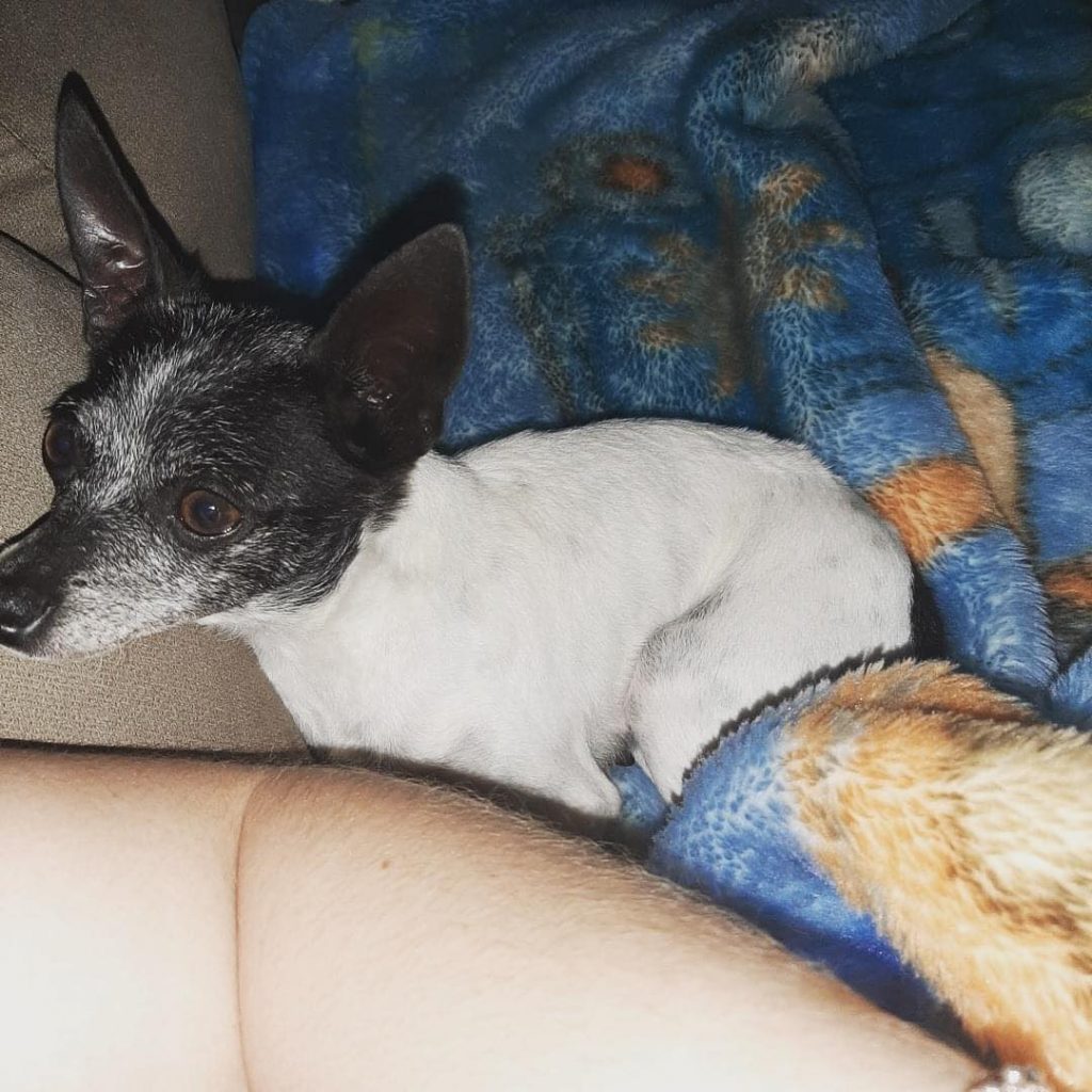 Cachorrinha está desaparecida há uma semana e donos pedem ajuda