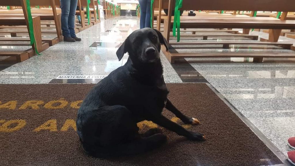Cão de estimação está desaparecido na região do Maria Luíza