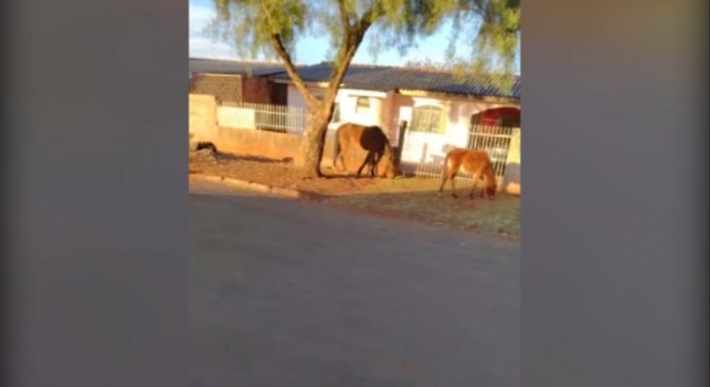 Moradora faz alerta sobre cavalos que estariam soltos em rua no Brasmadeira
