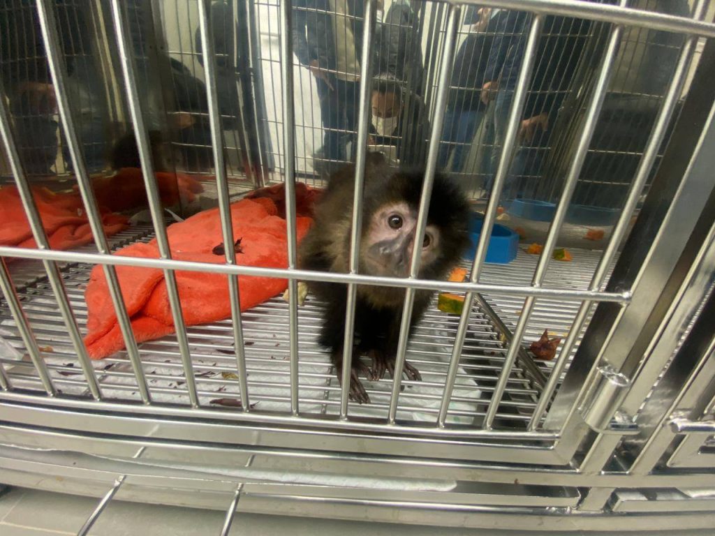 Estado intensifica cuidados com novo Centro de Atendimento à Fauna Silvestre em Cascavel