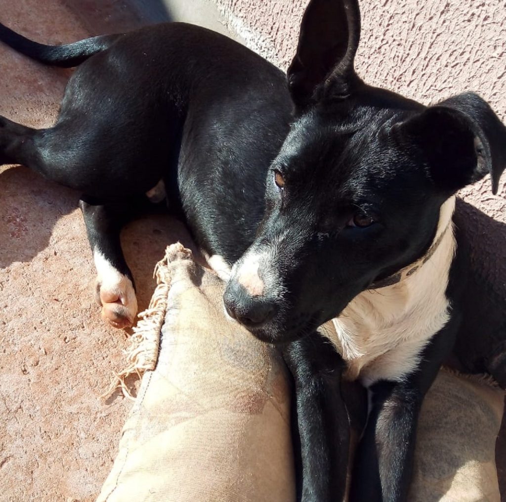 Internauta procura por cão que desapareceu no Bairro Floresta