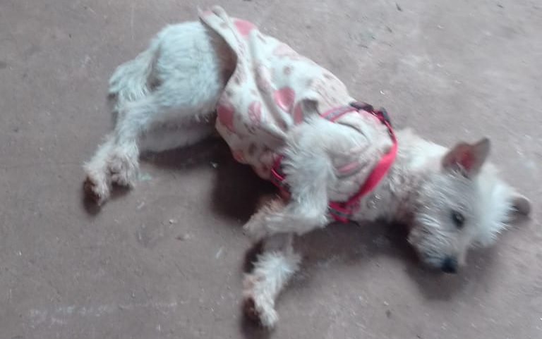 Cachorrinho ‘Pingo’ está desaparecido na região do São Cristóvão