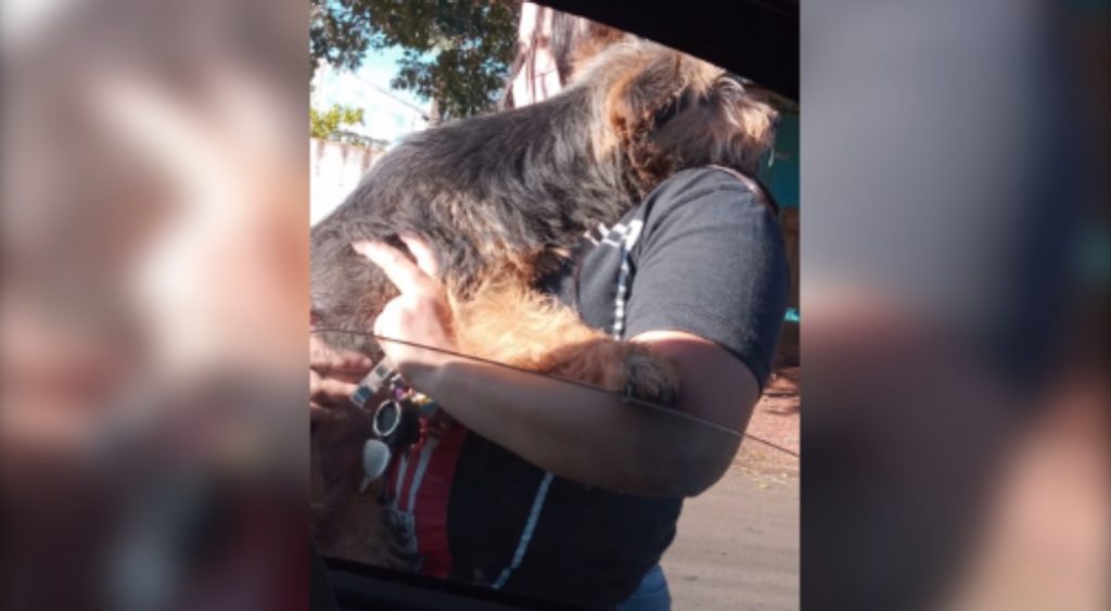 Protetora acolhe animal atropelado por carro no Bairro Cascavel Velho