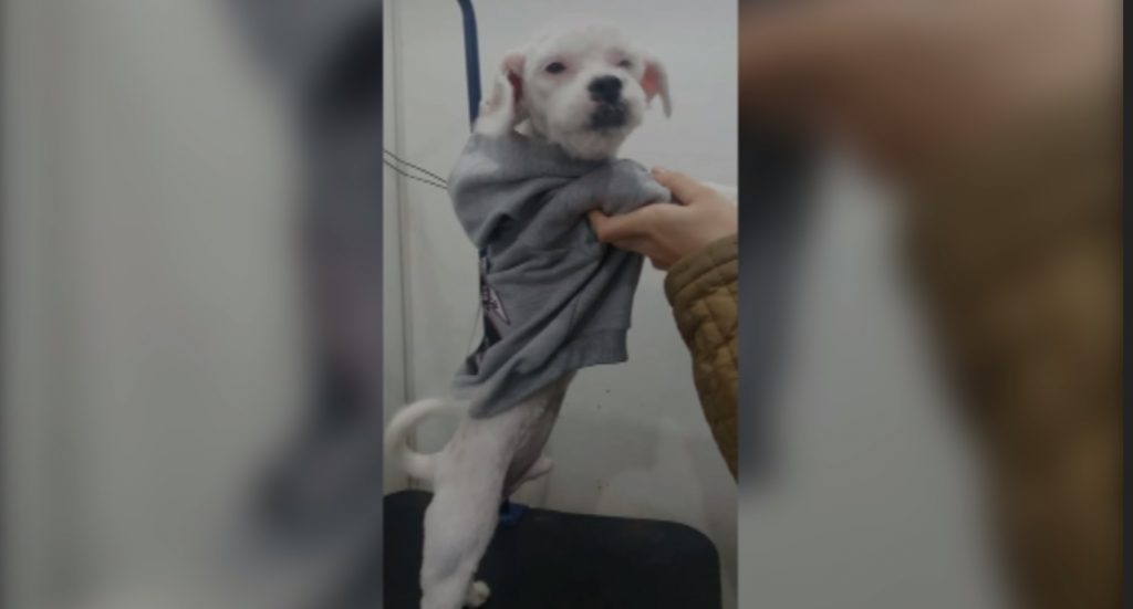 Internauta pede ajuda para localizar cachorrinho que sumiu no Bairro Presidente