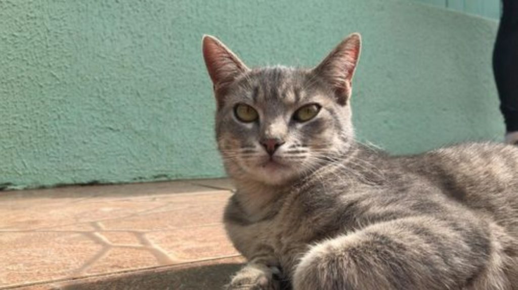 Internauta encontrou gatinho na região do Bairro Neva