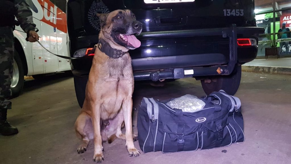 Com apoio do cão Hawk, Choque realiza apreensão de maconha na Rodoviária de Cascavel