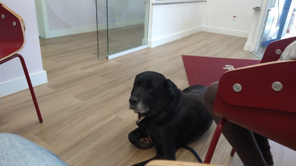Cachorro que atende por ‘Negão’ sumiu no Bairro São Cristóvão