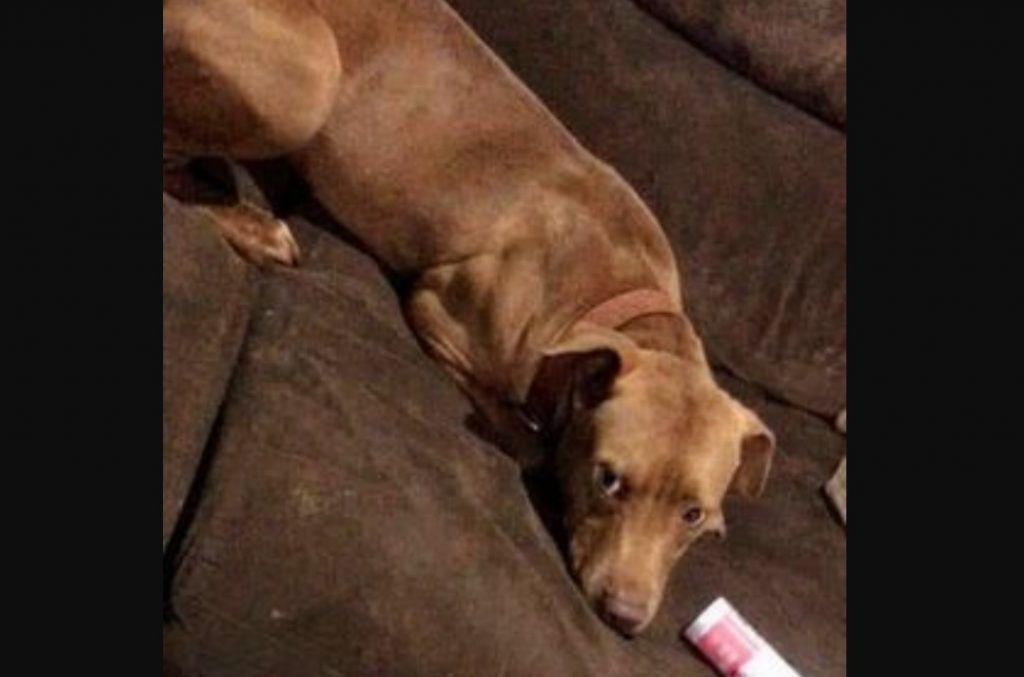 Cão que atende por ‘Thor’ sumiu na região do Bairro Floresta