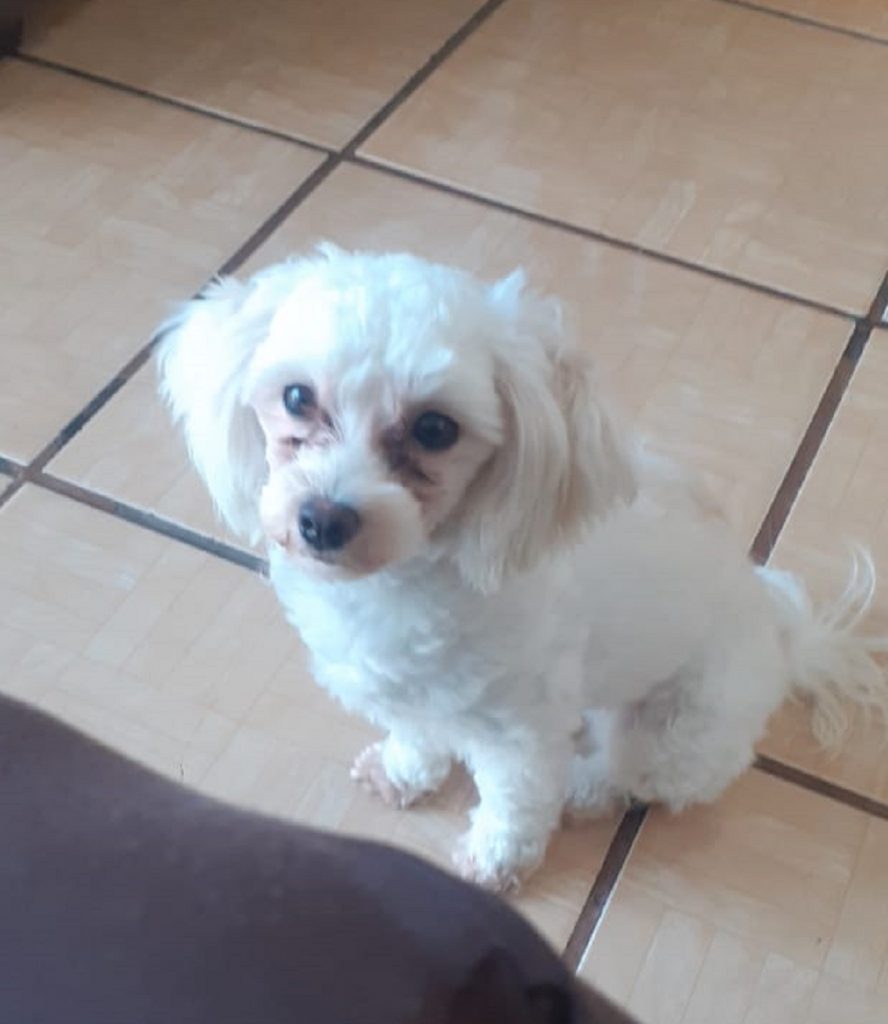 Internauta procura por cachorrinha que sumiu no Bairro Guarujá