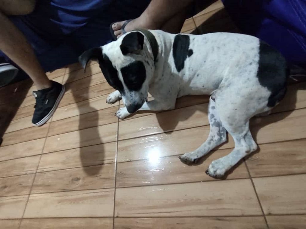 Internauta procura cachorro que sumiu na região do Bairro Clarito