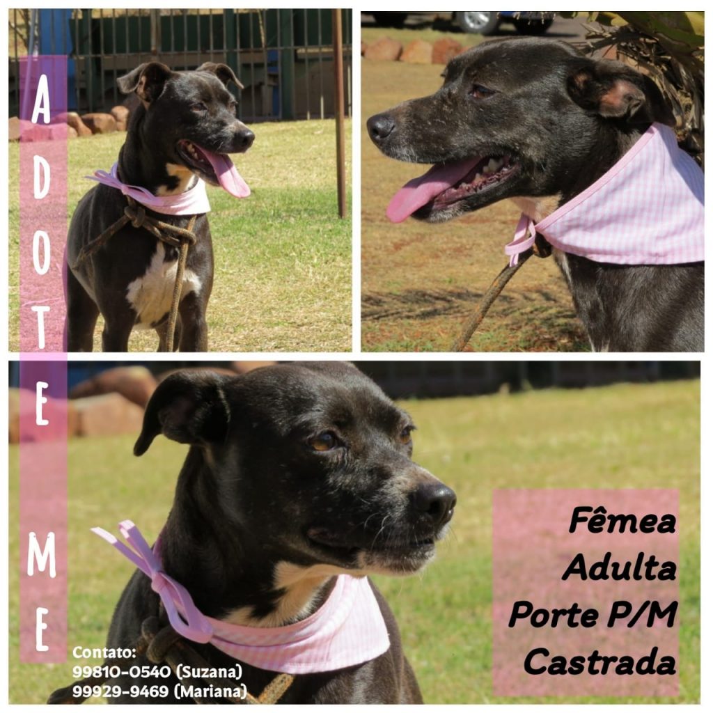 Campanha pretende encontrar adoção para cães que foram abandonados em penitenciária