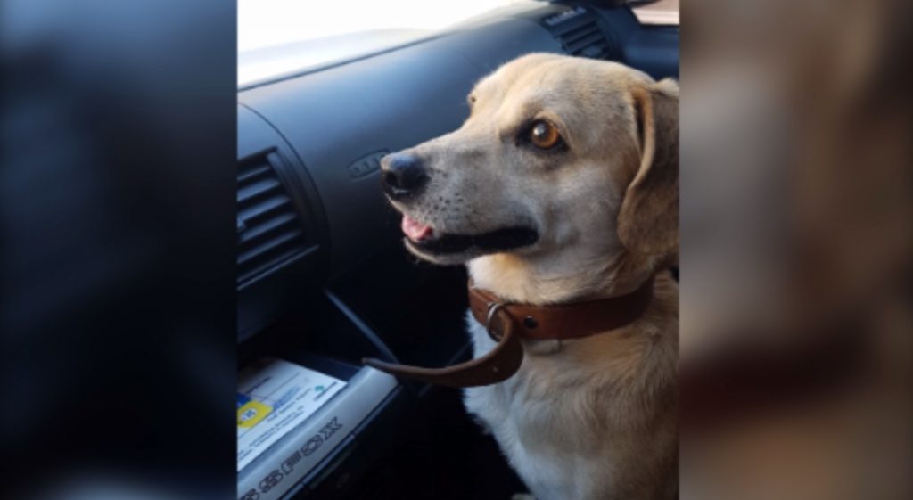 Cãozinho foi resgatado na Rua Xavantes, no Bairro Santa Cruz
