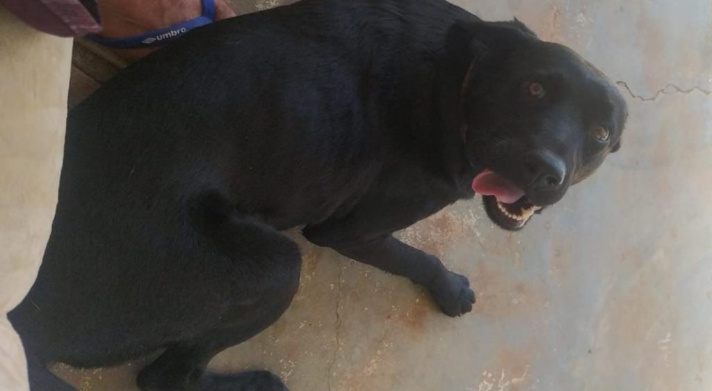 Cadelinha foi encontrada no Bairro Pioneiros Catarinenses