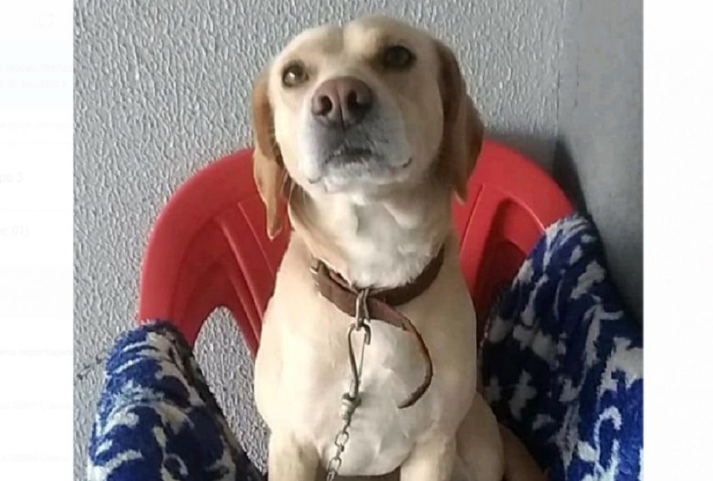 Cachorrinho que atende por ‘Yamper’ sumiu nas proximidades da Av. Tancredo Neves com a Rua Cuiabá