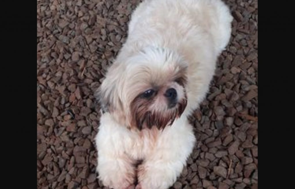 Cão que atende por ‘Cidinho’ sumiu no Florais do Paraná