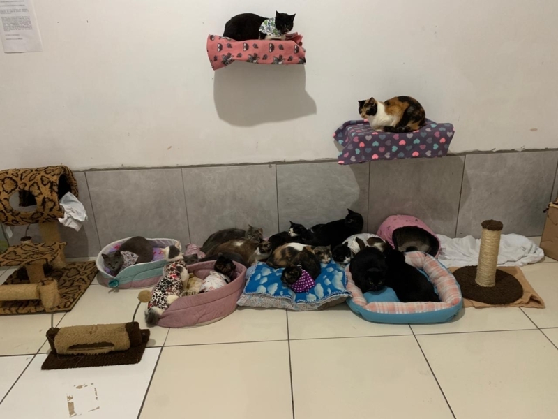 Grupo Fauna e GAR resgatam 40 gatos em bairro de Ponta Grossa