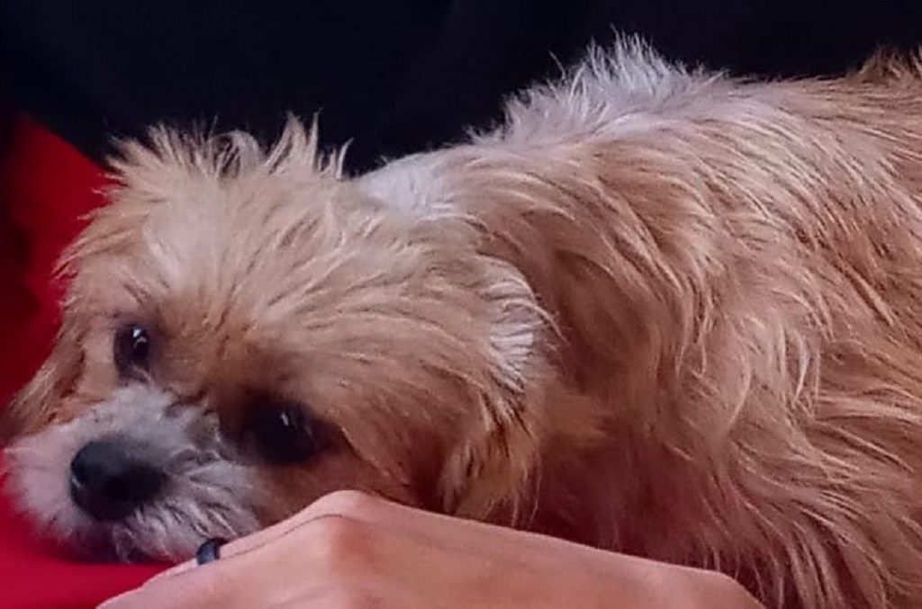 Cachorrinho sumiu na região do Bairro Floresta