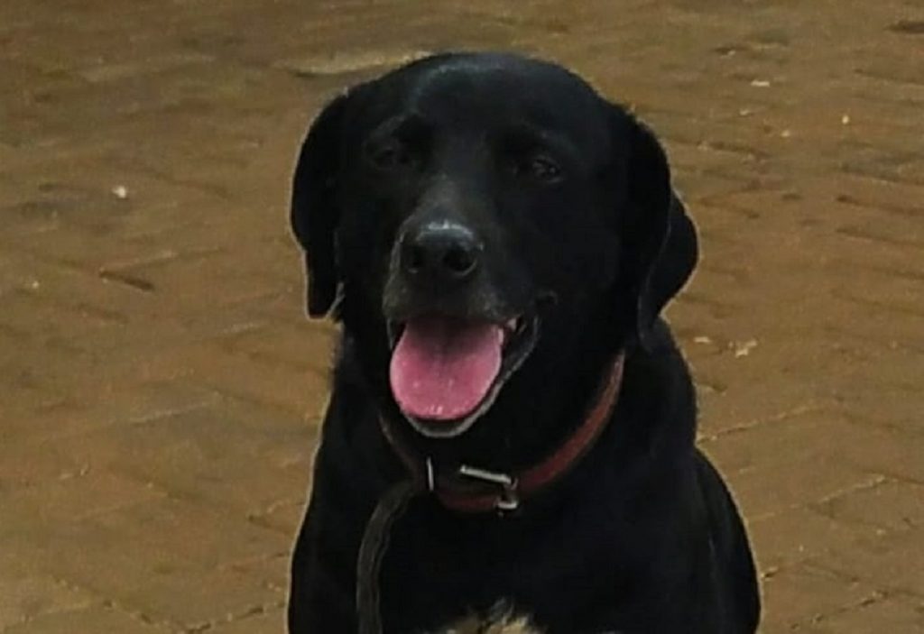 Cachorrinha foi encontrada no Bairro São Cristóvão Cachorrinha foi encontrada no Bairro São Cristóvão