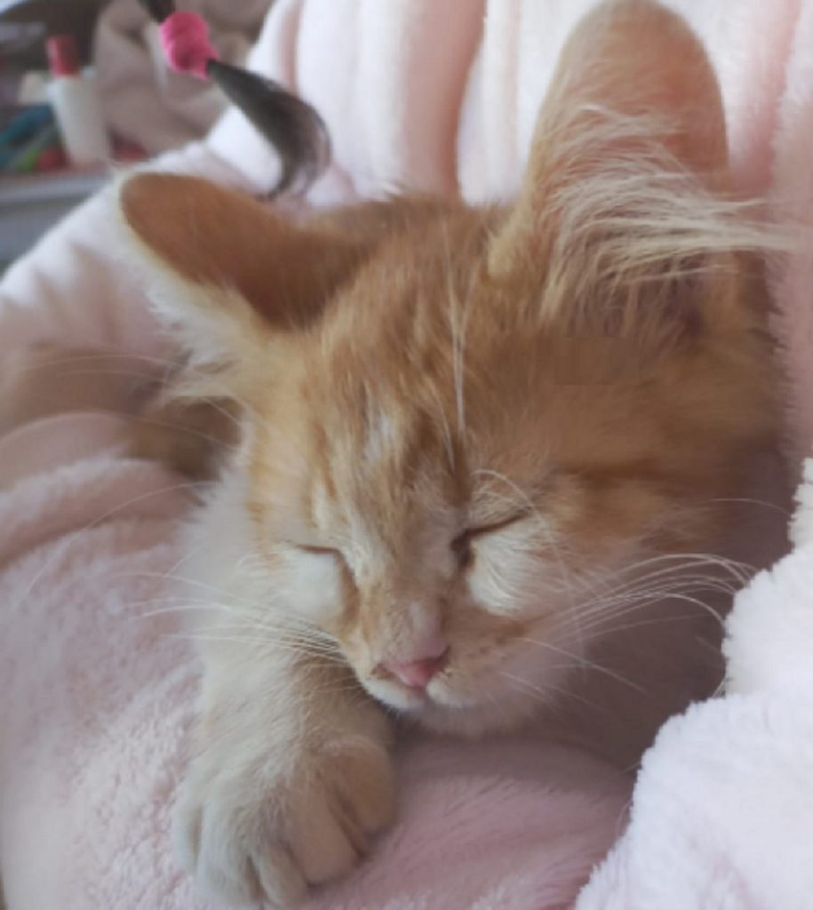 Gatinho que atende por ‘Deidara’ sumiu no Bairro Alto Alegre Gatinho que atende por ‘Deidara’ sumiu no Bairro Alto Alegre