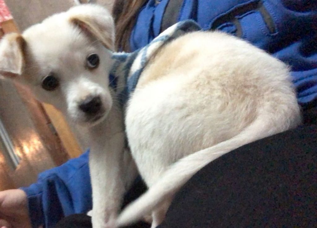 Cãozinho desapareceu no Bairro Periolo Cãozinho desapareceu no Bairro Periolo