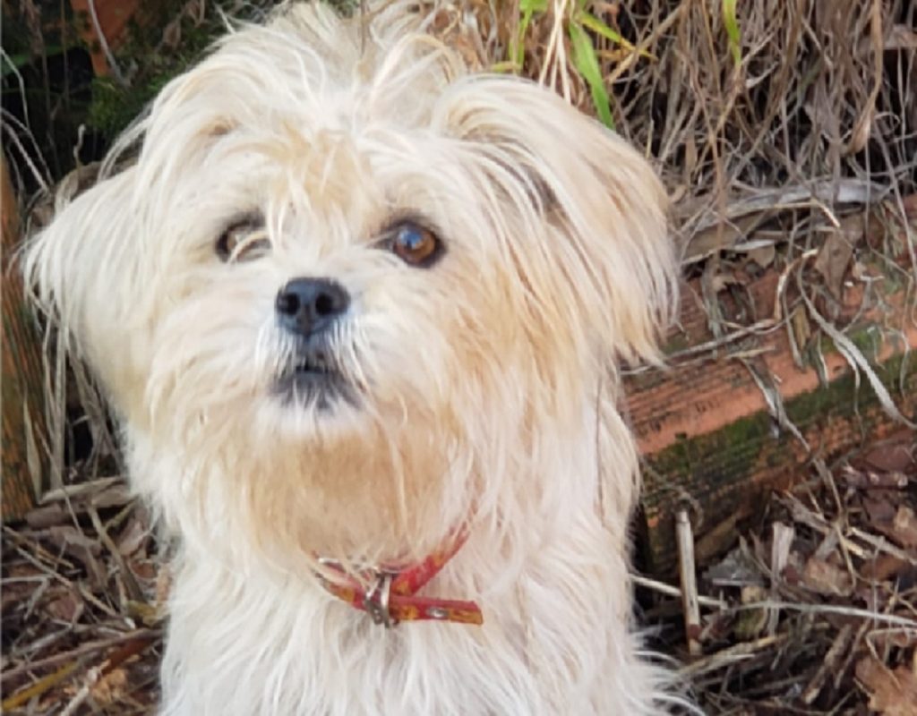 Cachorrinha foi encontrada no Bairro Cancelli Cachorrinha foi encontrada no Bairro Cancelli