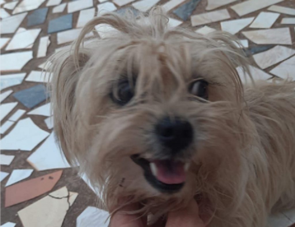 Cãozinho foi encontrado no Bairro Cancelli Cãozinho foi encontrado no Bairro Cancelli
