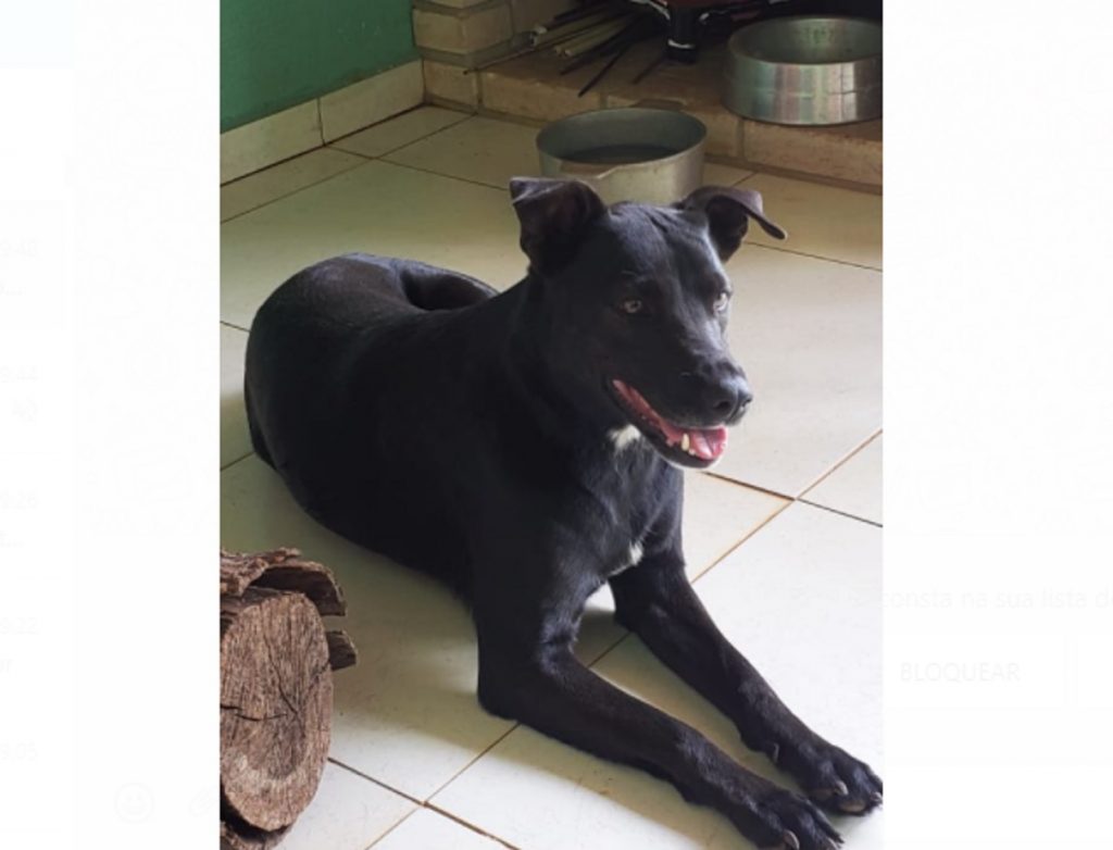 Cadela que atende por ‘Negona’ sumiu no Bairro Pioneiros Catarinenses Cadela que atende por ‘Negona’ sumiu no Bairro Pioneiros Catarinenses