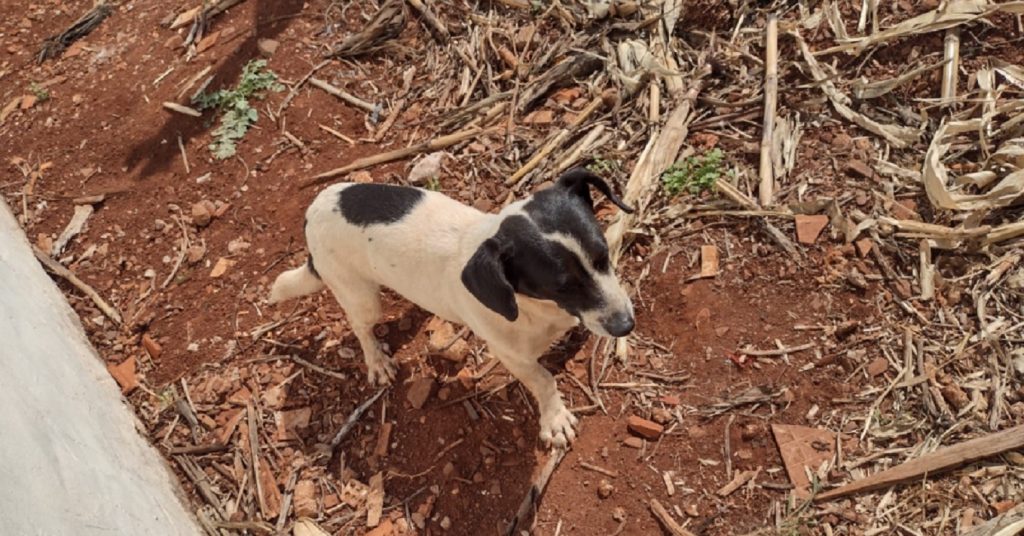 Cãozinho foi encontrado no Jardim Padovani, perto da Rua Rio da Paz Cãozinho foi encontrado no Jardim Padovani, perto da Rua Rio da Paz