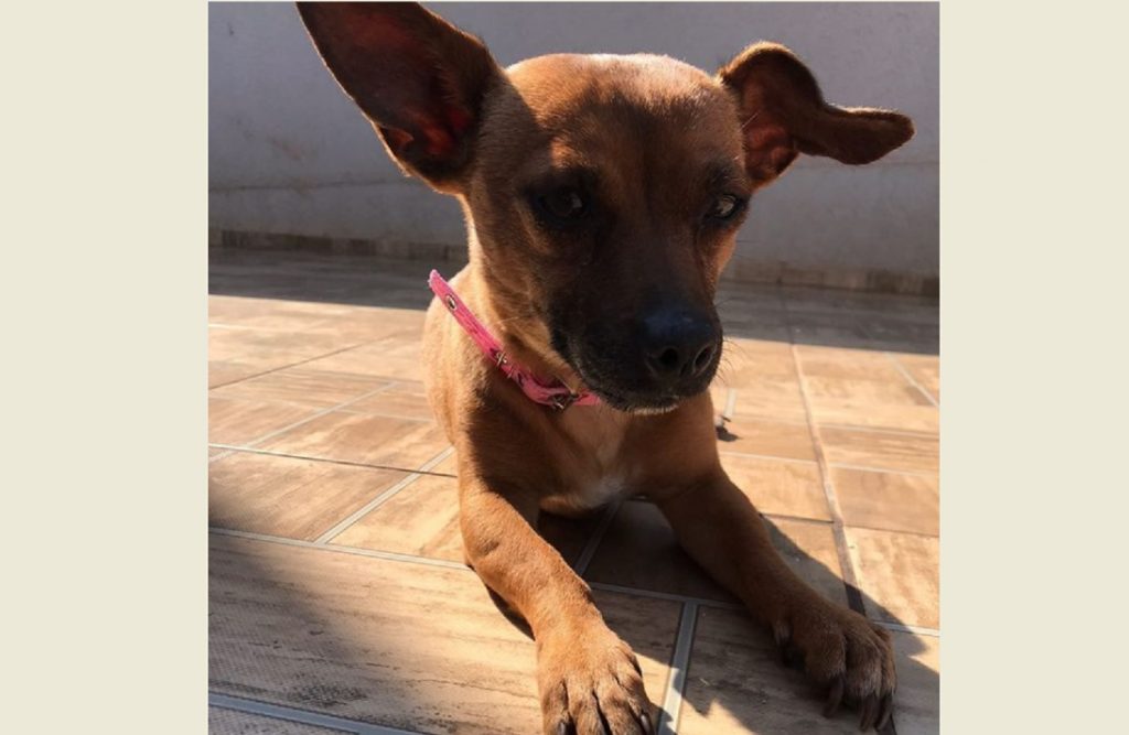 Cachorrinha foi encontrada nas proximidades da Avenida Brasil
