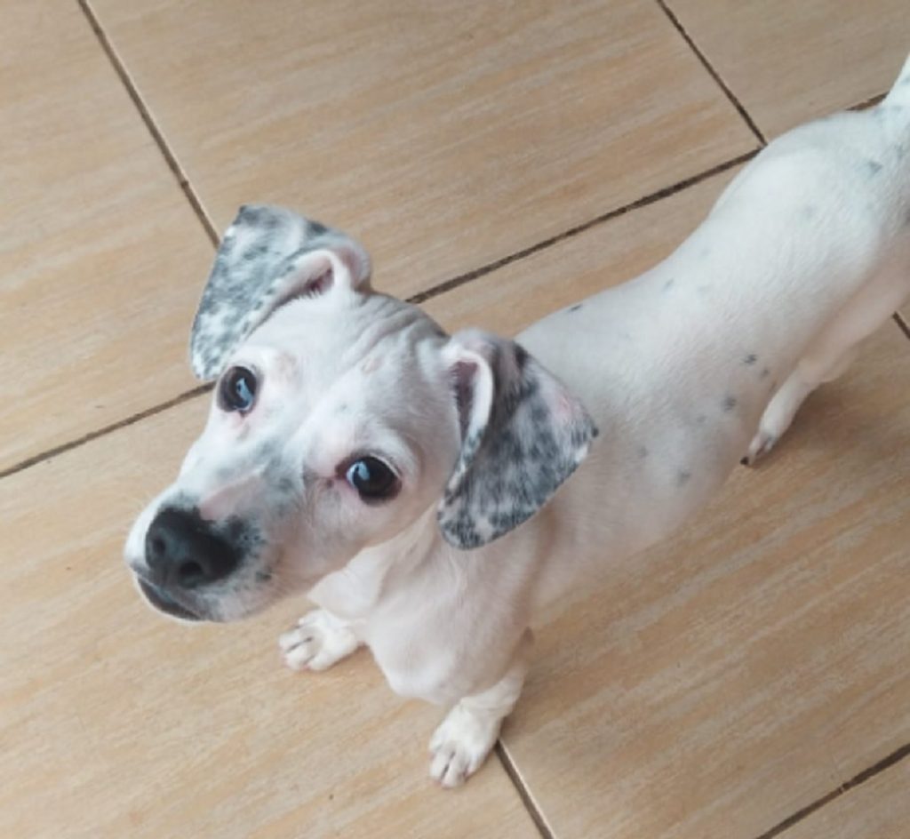 Cãozinho foi encontrado nas proximidades da Avenida Tito Muffato