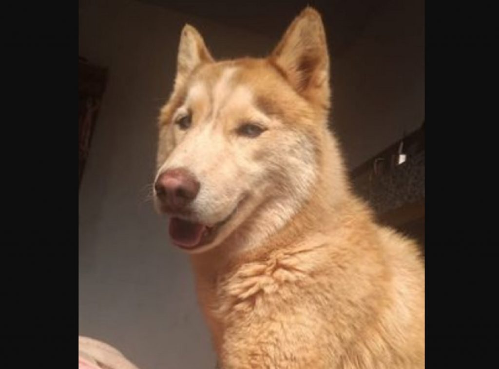 Cãozinho que atende por ‘Agares’ sumiu na região do Jardim Veneza