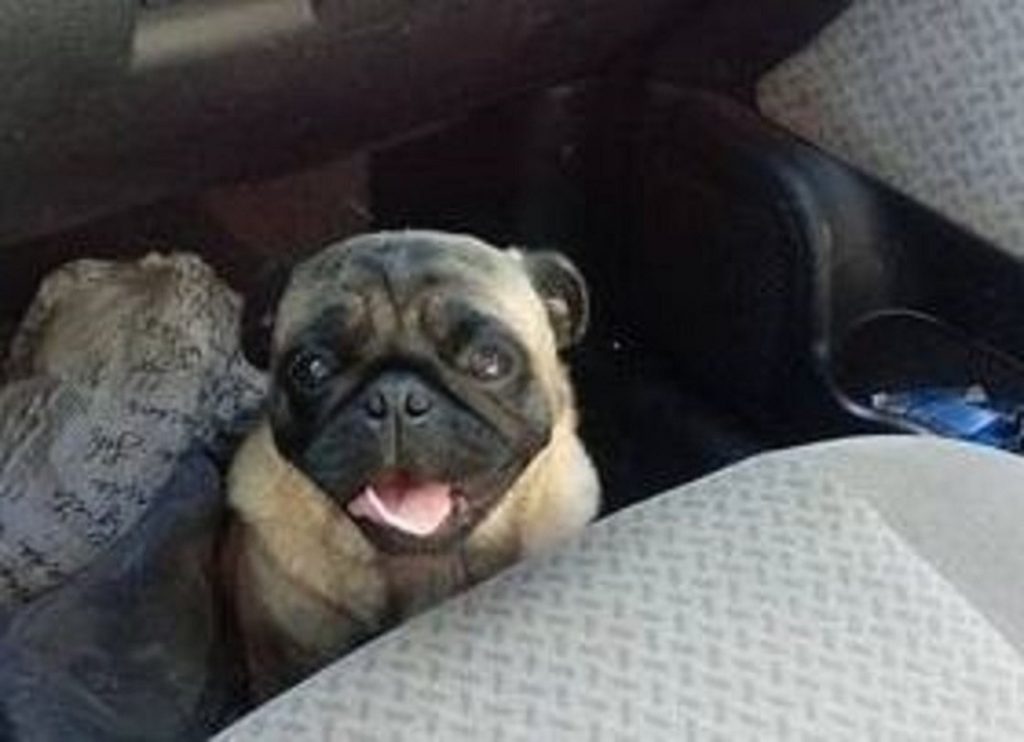 Cachorrinho sumiu na região do Brasmadeira