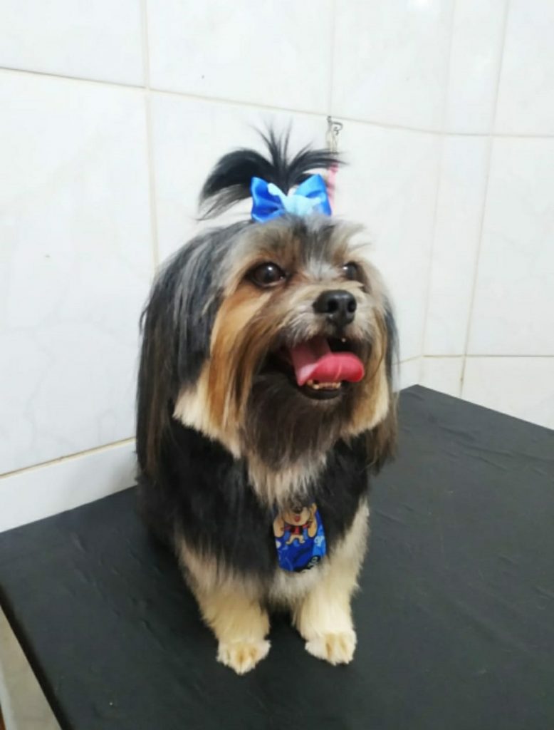 Cachorrinho sumiu no Coqueiral