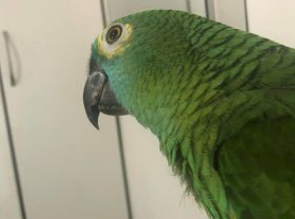 Papagaio ‘Juca’ sumiu na região do Bairro Santa Felicidade