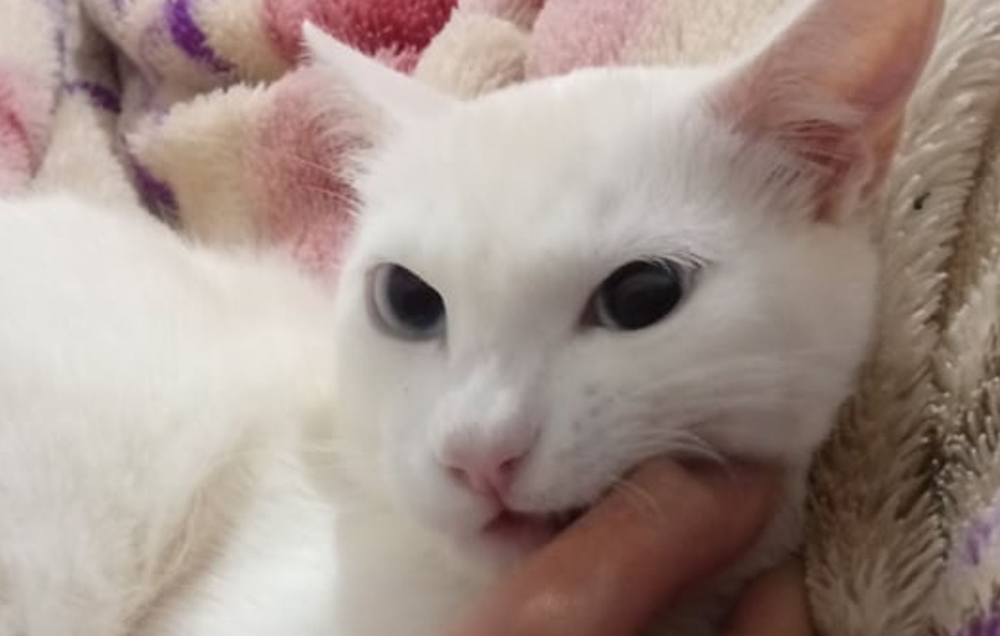 Internauta procura por gato desaparecido no bairro Santos Dumont