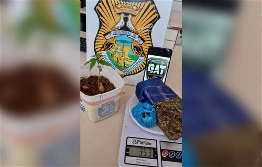 Jovem preso com drogas revela cultivar pé de maconha em Ponta Grossa